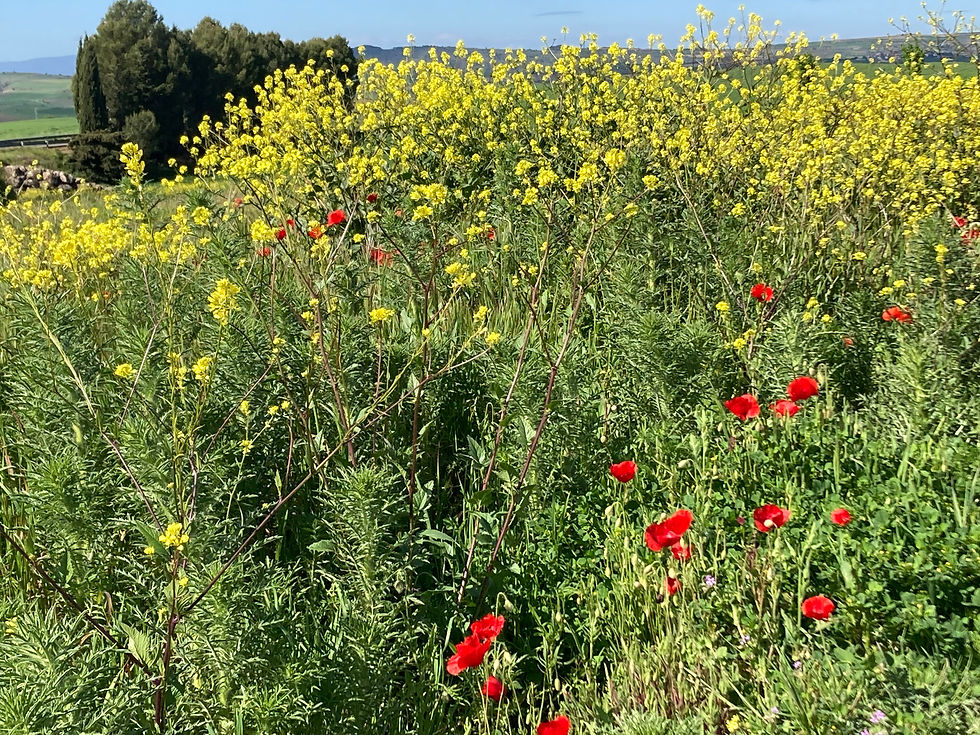 Trail Flowers