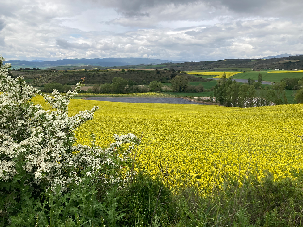 Rape Seed Fields