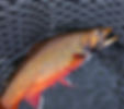 02_mouchetee_edited_edited.jpg