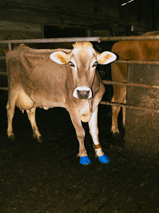 Opvolging manke koe na behandeling