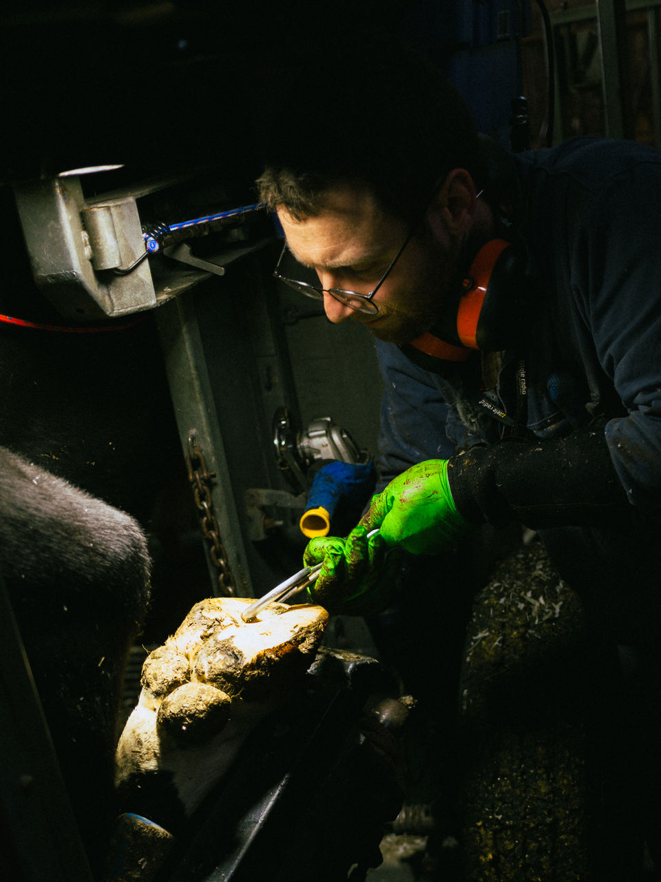 Klauwverzorging Oost-Vlaanderen