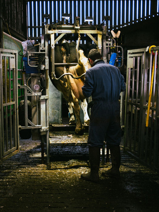 Klauwverzorging vleesvee — dekstier in de box