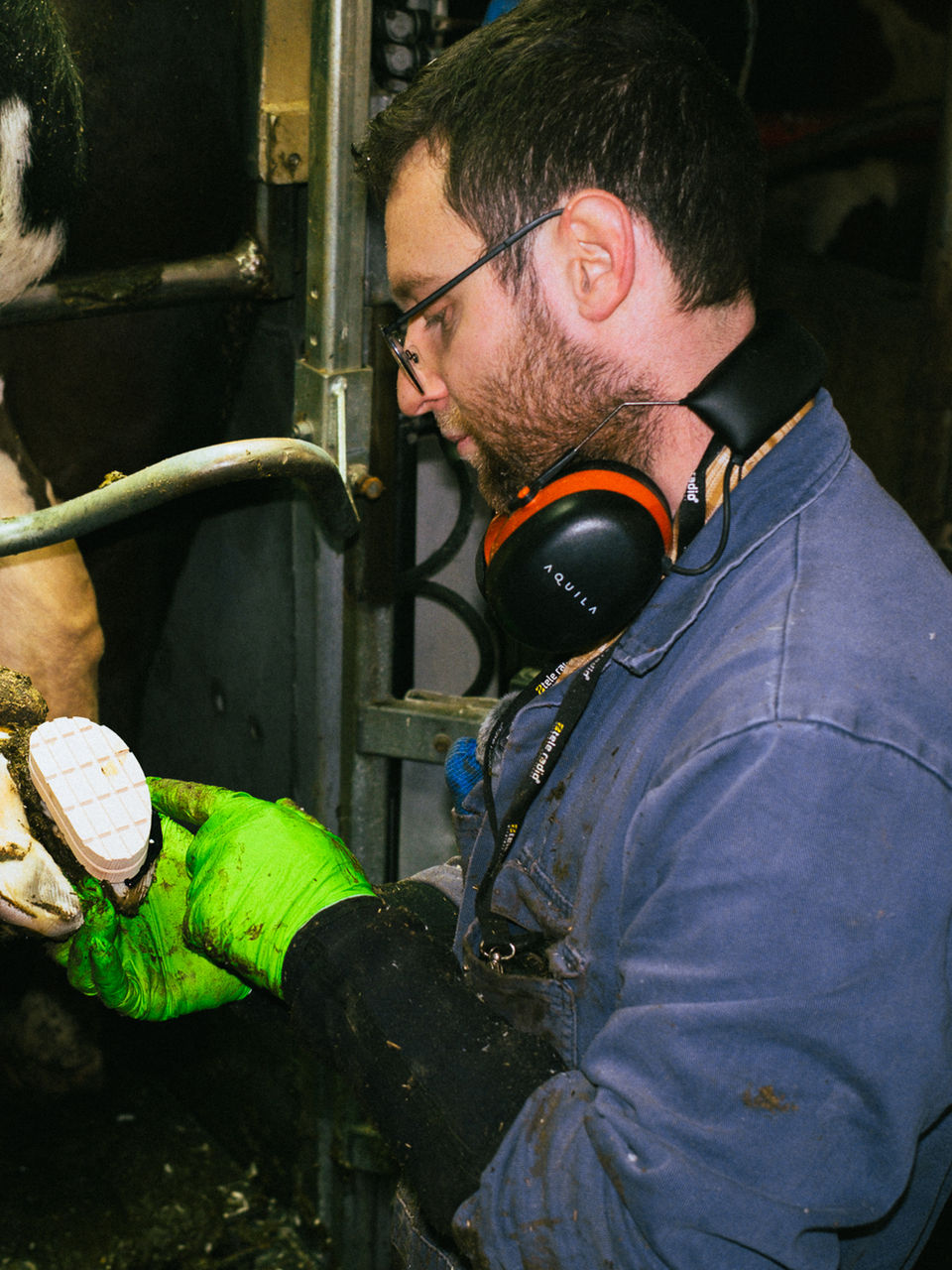 Veearts klauwverzorging Noord-Frankrijk