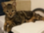 PÉPITO
