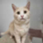 KOSMO
