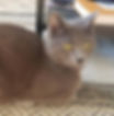 PHIN