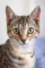 SUZETTE
