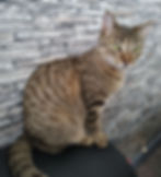 RANA