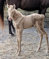 Bomber's Magic Cowgirl 1.jpg