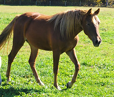 Bomber's Kyenne Pepper1.jpg