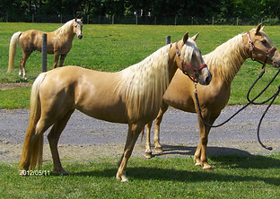 Bomber's Duchess1.jpg