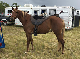 Bomber's Kyenne Pepper4.jpg