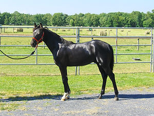 Bomber's Huckleberry.jpg