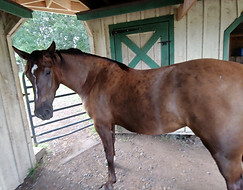 Shenandoah's Fionola 5.JPG