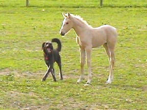 Bomber's Duchess2.jpg