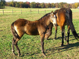 Bomber's Rocker 2.jpg