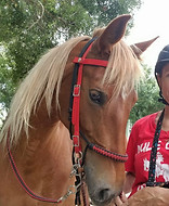 Bomber's Kyenne Pepper2.jpg