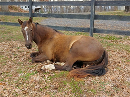 Shenandoah's Fionola 3.JPG