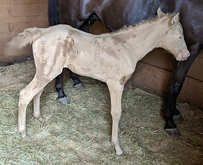 Bomber's Magic Cowgirl 2.jpg