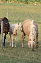 Petite Dancer & Annie Oakley 1.jpg