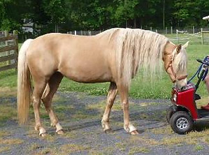 Bomber's Duchess.jpg