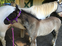 Shenandoah's Fionola 1.JPG