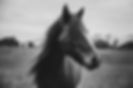 Barefoot Farms Equestrian