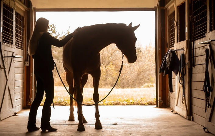 Inside the barn with a training horse