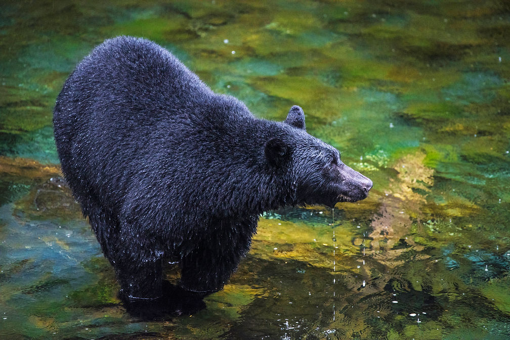 aug 30 bear 2 copy.JPG