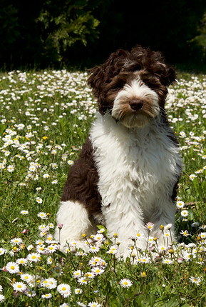 Cobberdog Switzerland