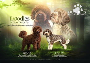 8 beautiful puppies were born on the 11th of October 2024