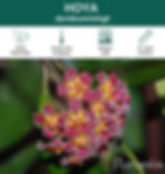 Hoya Davidcummngii, Hoya collection, Hoya specialist, Florafolia Hoya specialty line, Florafolia
