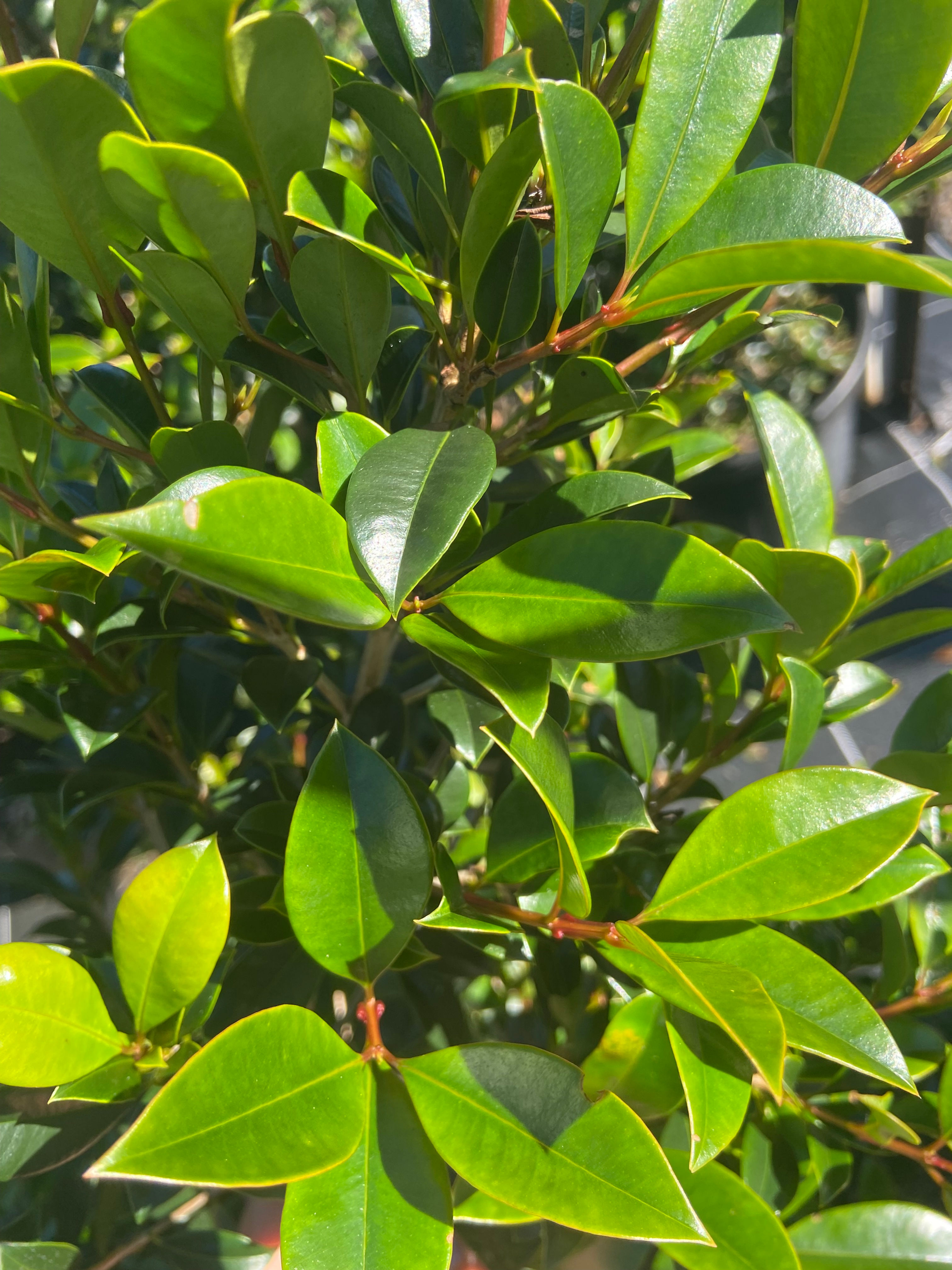 Syzygium australe Select
