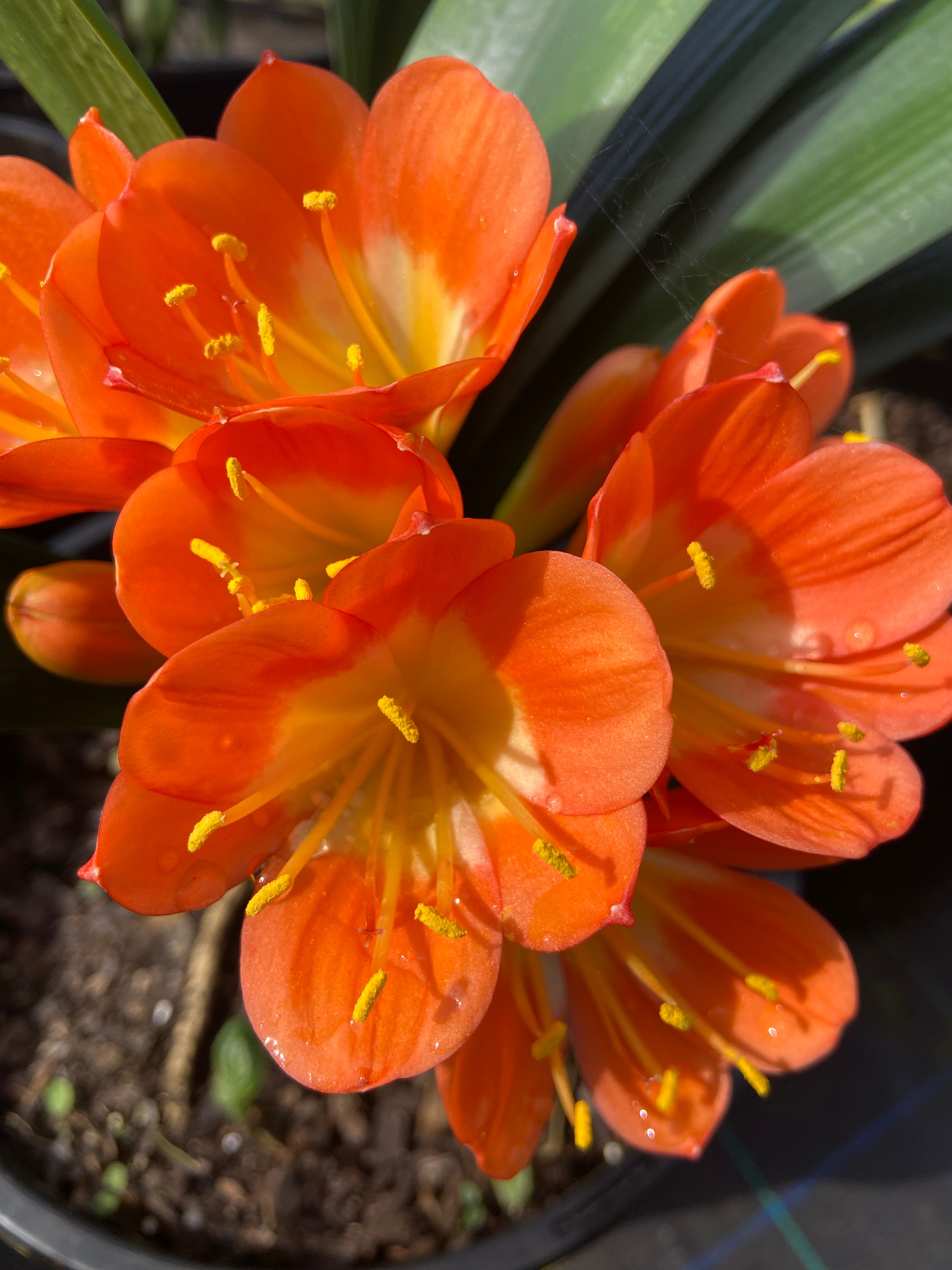 Clivia belgian hybrid