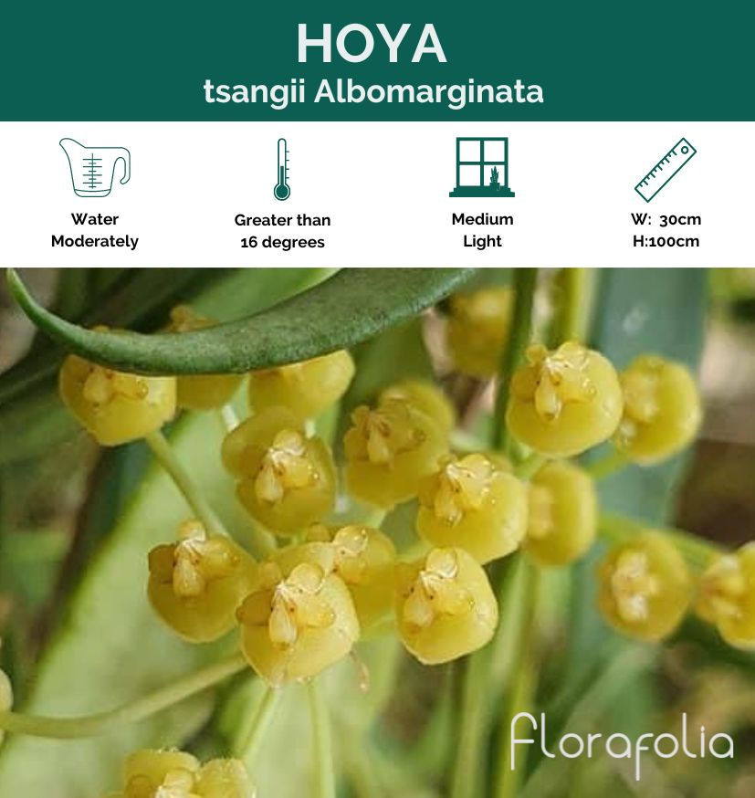 Hoya tsangii Albormaginata, Hoya collection, Hoya specialist, Florafolia Hoya specialty line, Florafolia