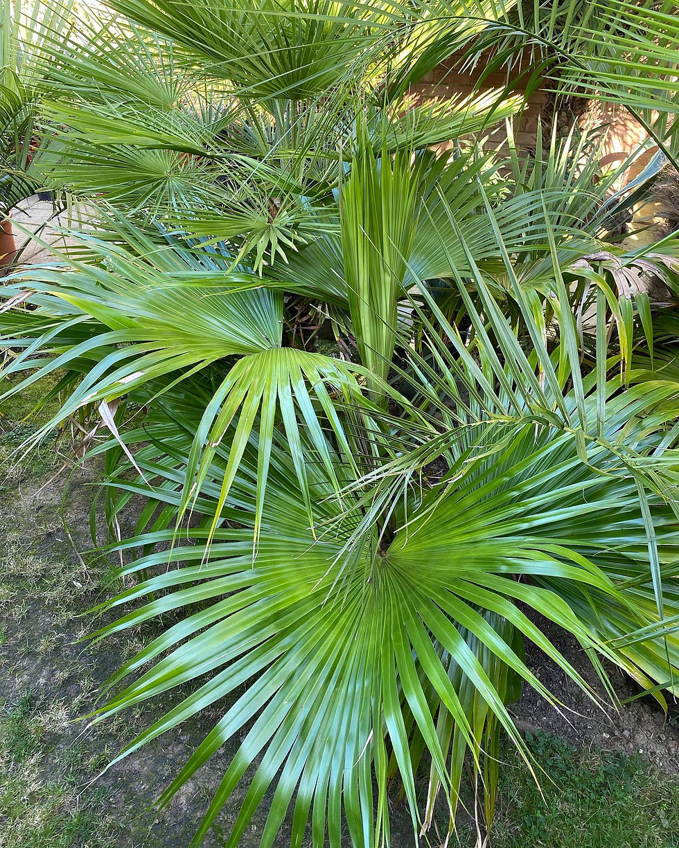 Livistona chinensis