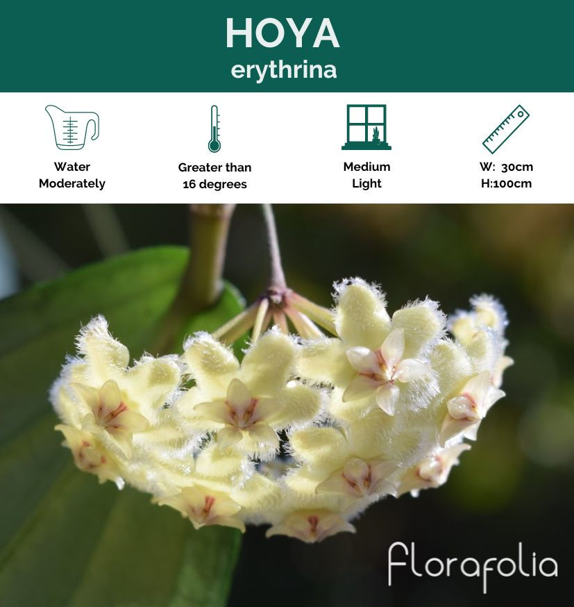 Hoya Erythrina, Hoya collection, Hoya specialist, Florafolia Hoya specialty line, Florafolia
