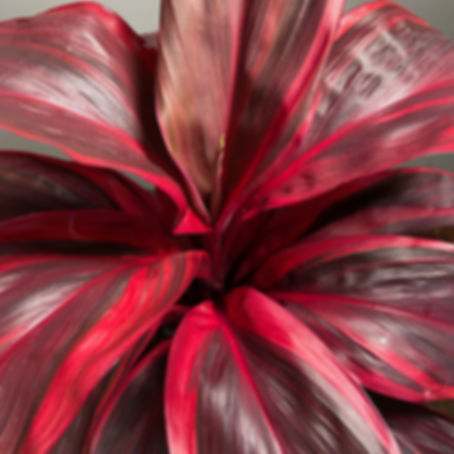 Cordyline fruticosa Pink Champion