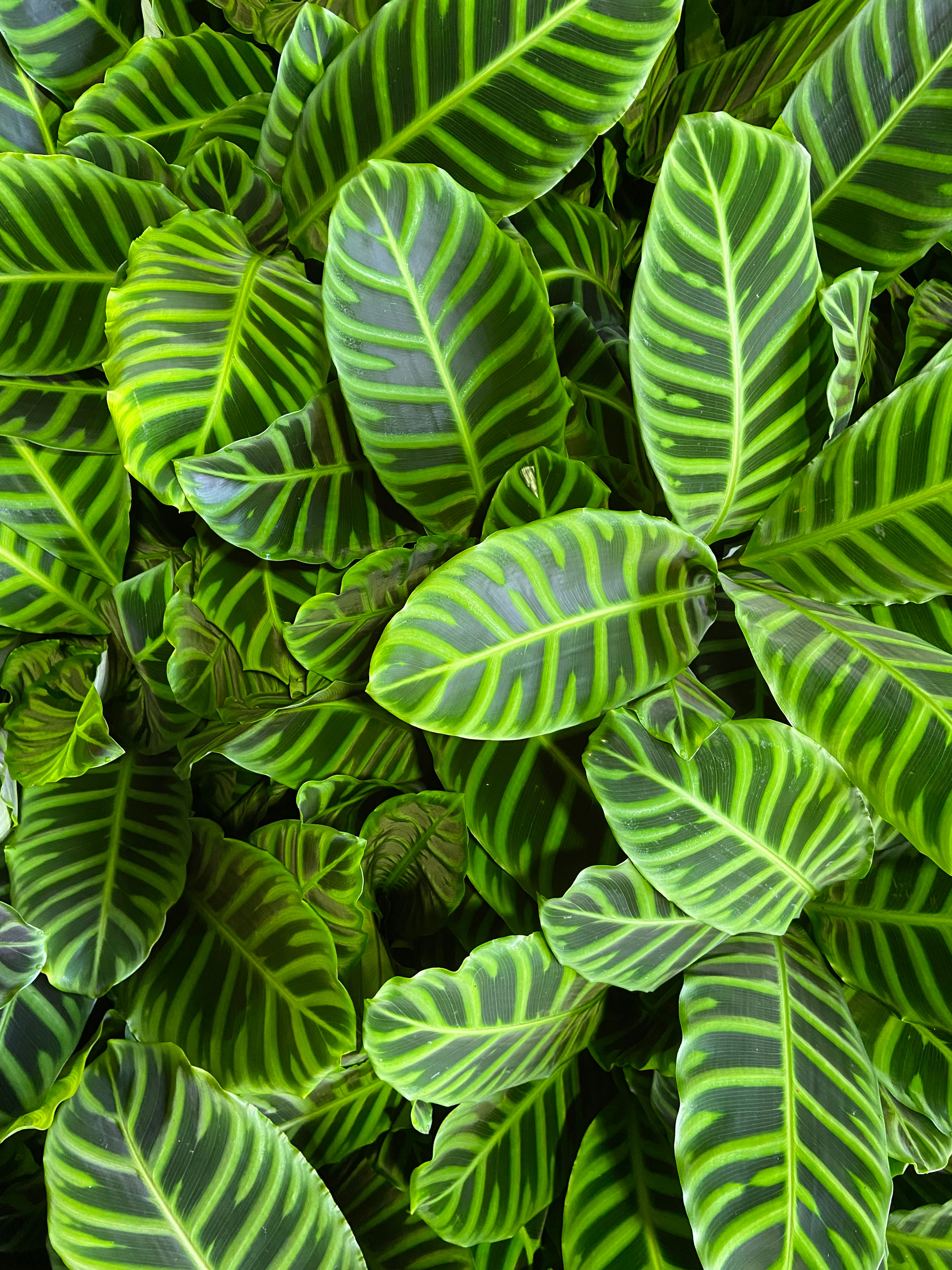 Calathea zebrina