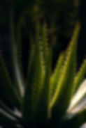 pexels-dina-nasyrova-2006209-17543272_edited.jpg