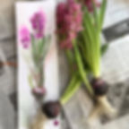Luer.Spring Bulbs