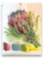 Luer.Protea