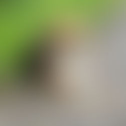 217 собак без владельца отловлено на территории городского округа Солнечногорск