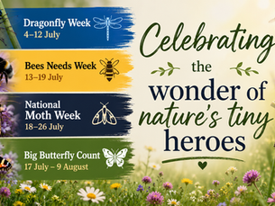 Dragonflies, Bees, Moths & Butterflies