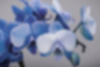 Blue Orchid