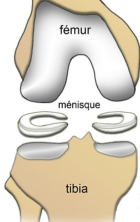 Ménisque - Dr Grégoire BONJEAN
