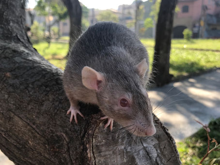 Nossa primeira cria – Ninhada