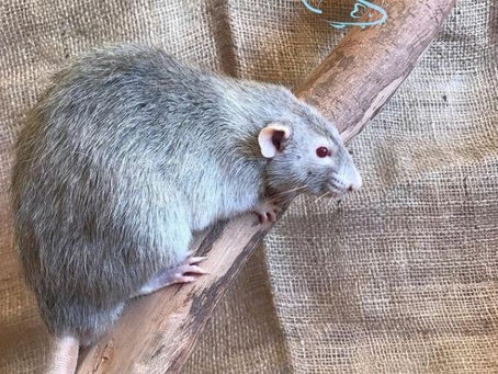 MADEIRA SEGURA E TÓXICA PARA RATOS