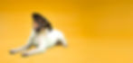 Hundfotografering, Halmstad