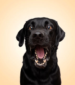 Hundfotografering Kvibille